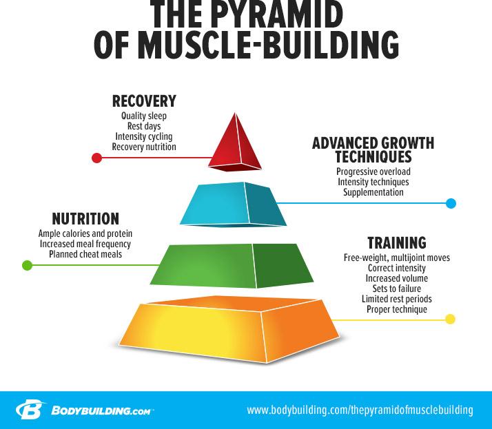 the-pyramid-of-muscle-building-graphics-1b.jpg