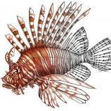 LionFish