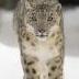 snowleopard