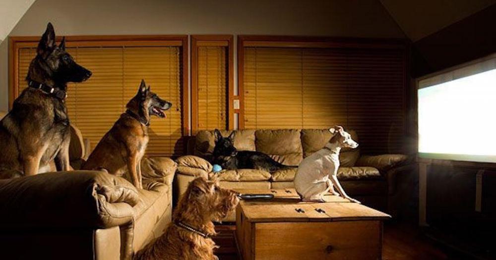 Dogs-Watch-TV.jpg