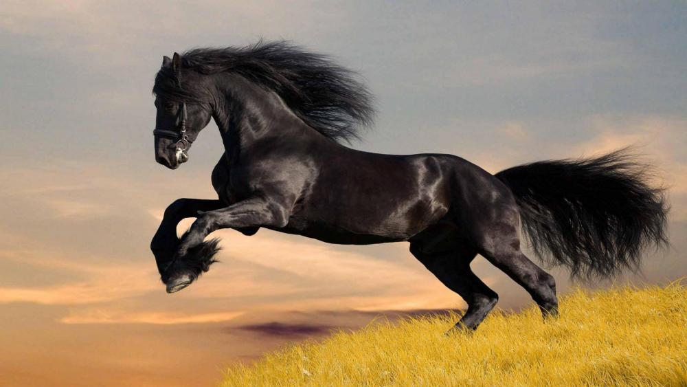 beautiful-black-horse-nature.jpg