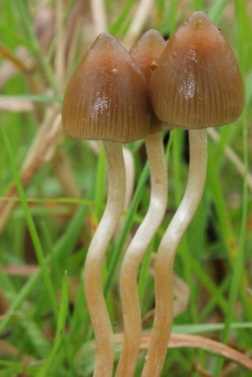 800px-Psilocybe.semilanceata.Alan.jpg