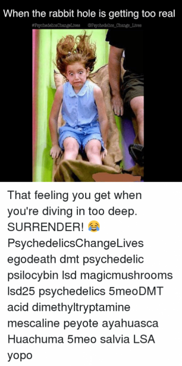 when-the-rabbit-hole-is-getting-too-real-psychedelicechangelives-psychedelics-change-lives-24699037.png