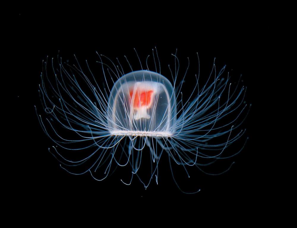 02jellyfish3-superJumbo.jpg