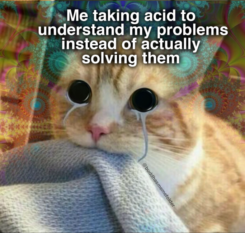 lsd cat neko.png