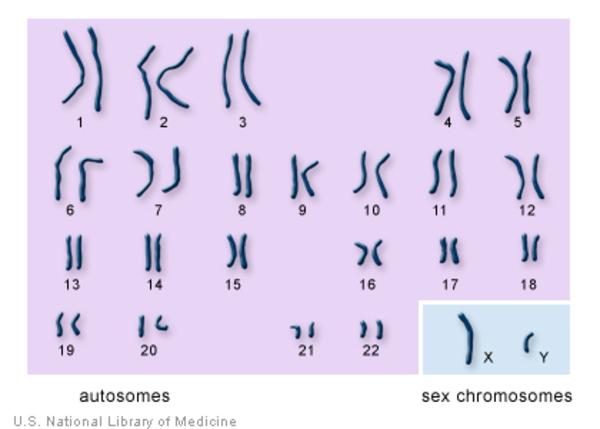 chromosomes.jpeg