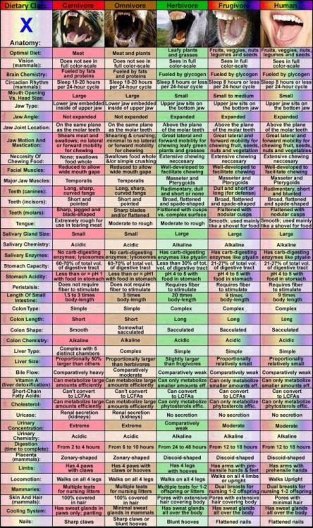 comparative-anatomy-of-frugivore.jpg