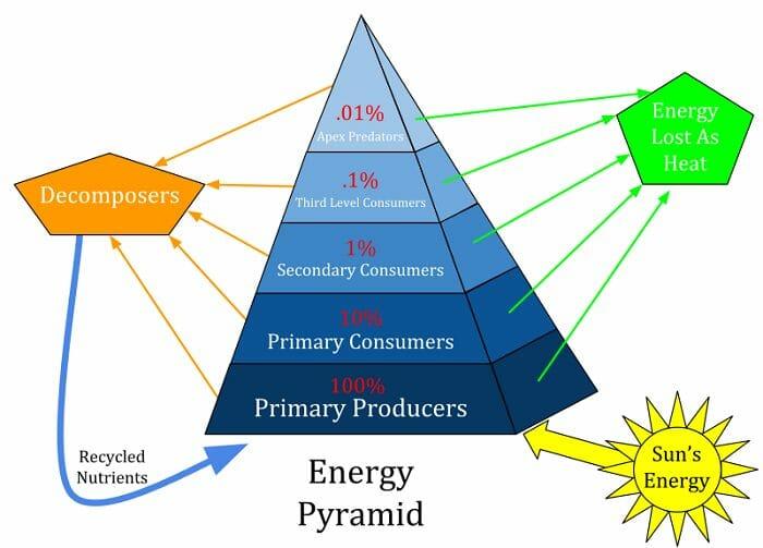 Ecological-Pyramid-1.jpg