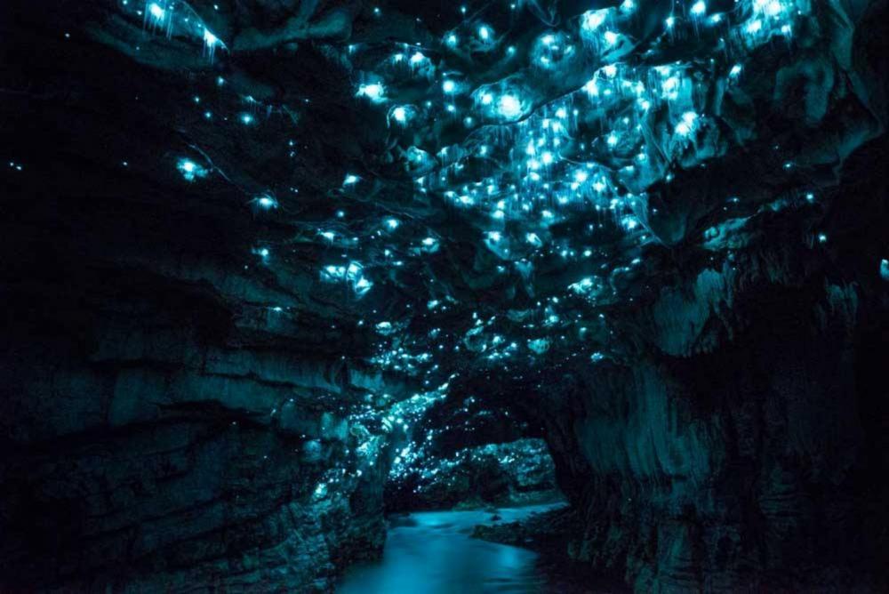 new-zealand-waitomo-glowworm-caves.jpeg