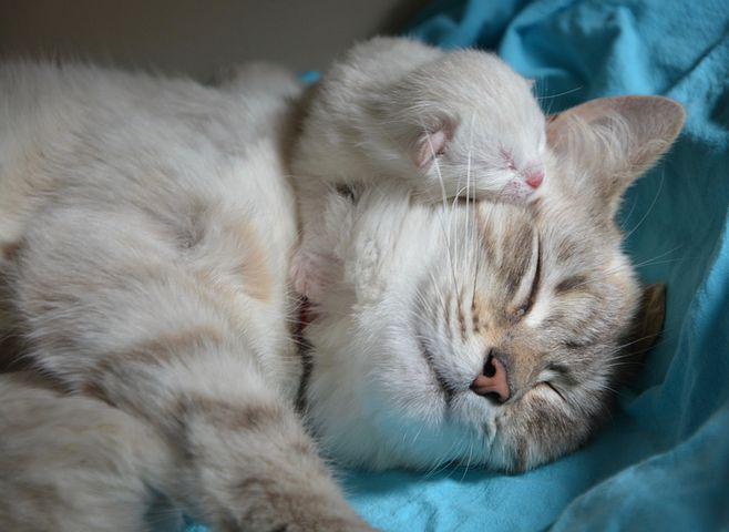 kitten-with-mom-2633283__480.jpg