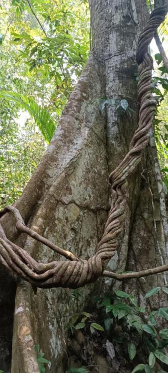 Ayahuasca tree.jpg