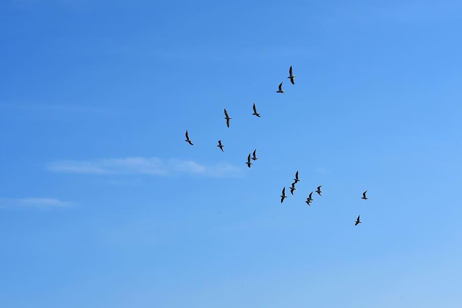 gulls-swarm-birds-blue-sky.jpg