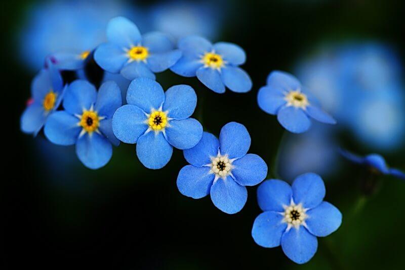 National-Forget-Me-Not-Day.jpg