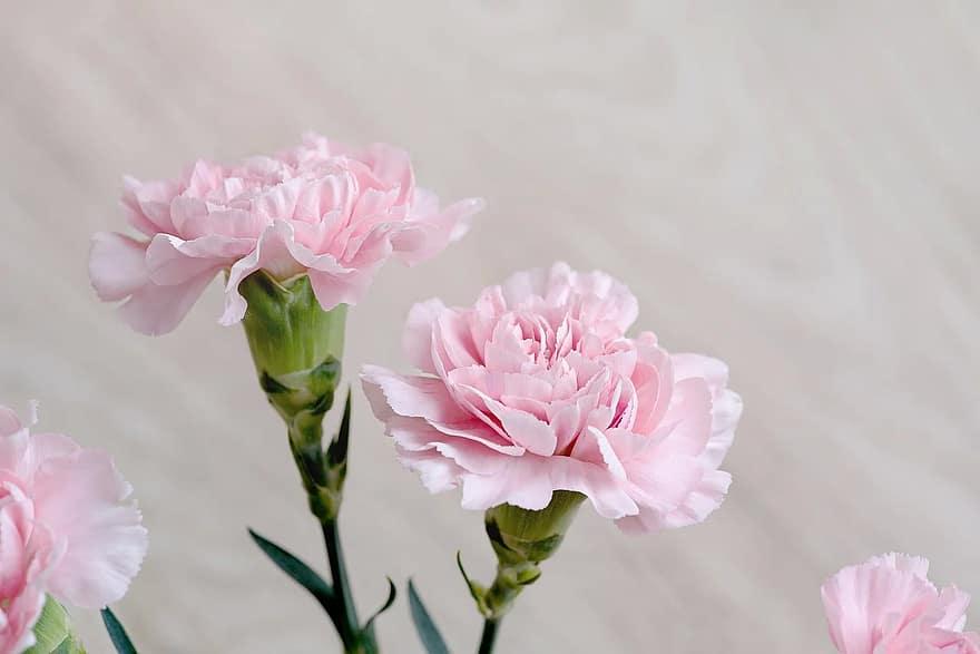 cloves-flowers-pink-carnation-pink-pink-flowers-petals-schnittblume-close-up.jpg