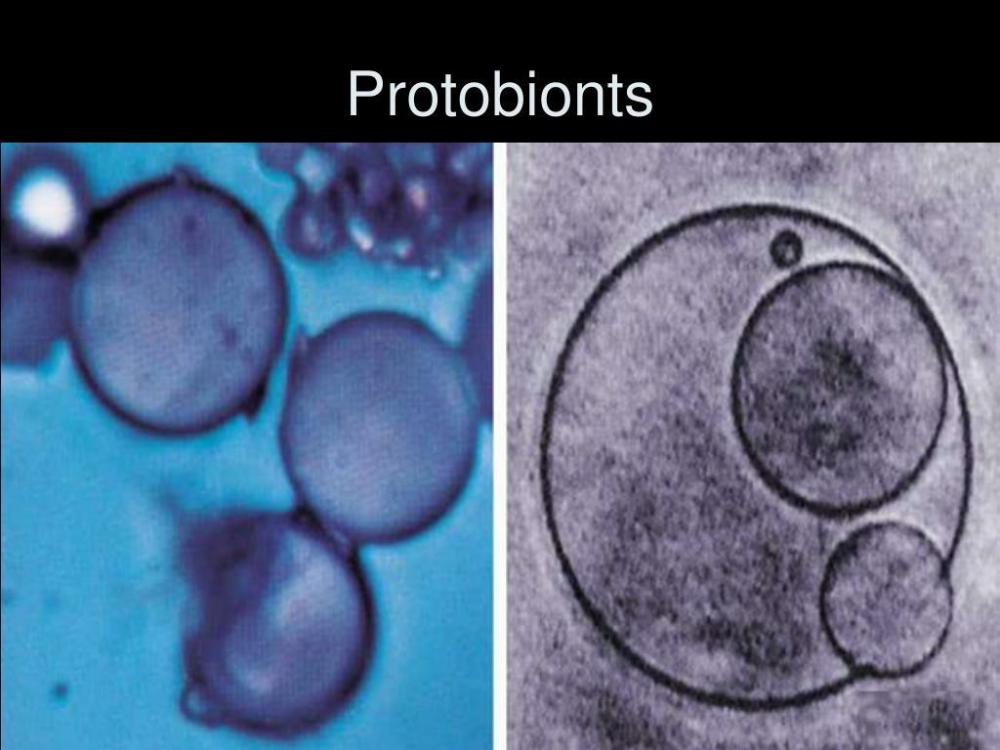 protobionts-l.jpg