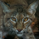 Lynx