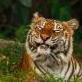 Smilingtiger