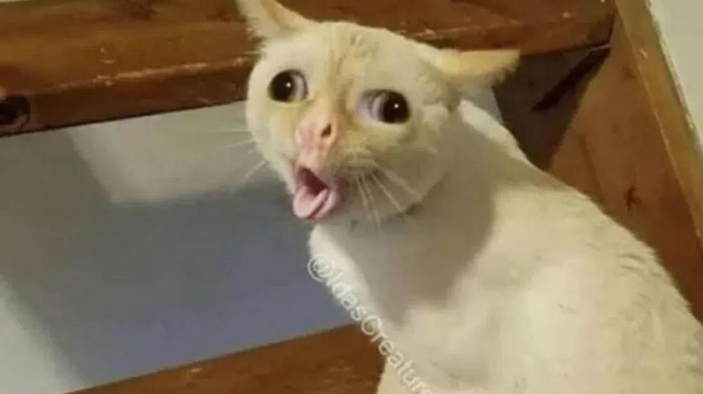 coughing-cat-dcbc3e50b235f7aa3793bfa07959fb7a-meme.jpeg